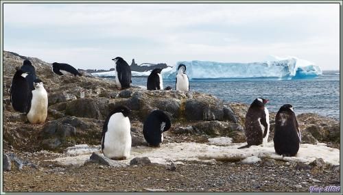 Images de la cohabitation entre des manchots à jugulaire, des Adélie, et des papous (de gauche à droite) - Gourdin Island - Péninsule Antarctique