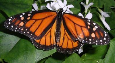 La migration des Monarques