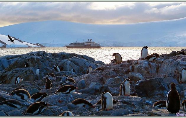 Résumé en vidéo de la deuxième journée en Baie de Wilhelmine et à Port Locroy: Léopard de mer (phoque léopard), Manchots papous, Cormorans impériaux - Images de la Péninsule Antarctique