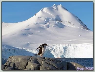 Manchot papou, Gentoo Penguin (Pygoscelis papua) - Ile Goudier - Neumayer Channel - Péninsule Antarctique