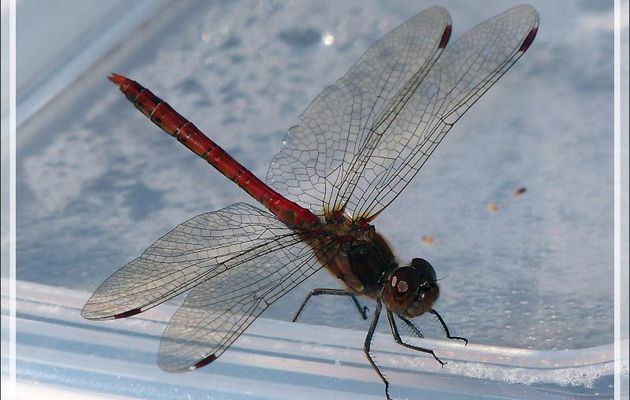 Libellule Sympétrum fascié ou strié mâle (Sympetrum striolatum) - Lartigau - Milhas - 31