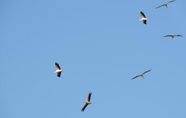 un passage de cigognes blanches