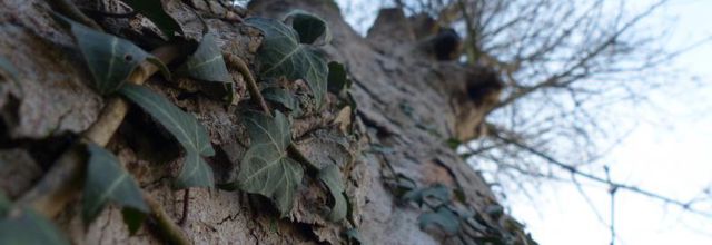 Des arbres, des merles et des poules