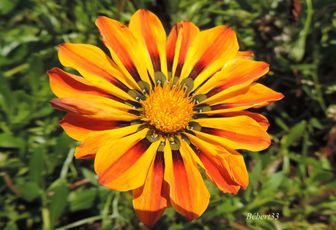 une très jolie fleur