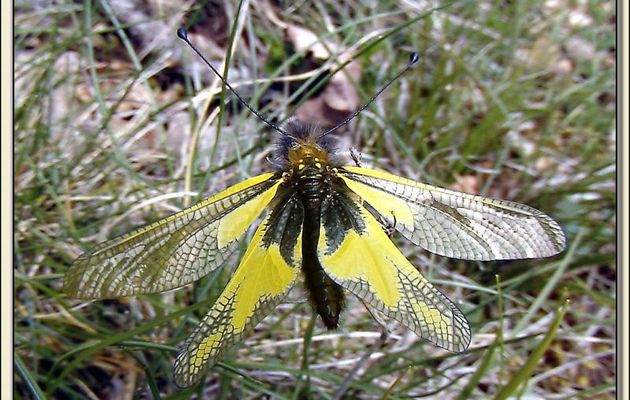 Faune des Pyrénées (Images de mon ancien blog, année 2009)