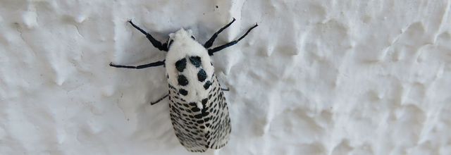 un insecte inconnu  !