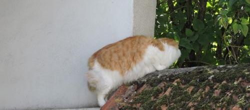 Chat chafoin !