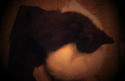 [Mini-HS] Le Chat blanc et le Chat noir