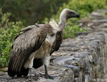 Vautour africain - Gyps africanus - White-backed Vulture