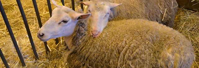 Salon International de l'Agriculture : Le mouton Boulonnais 