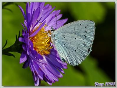 Papillon Azuré des parcs ou des Nerpruns ou encore Petit-bleu des jardins (Celastrina argiolus) - Lartigau - Milhas - 31