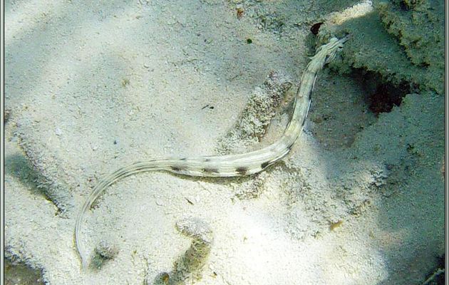 Syngnathe à réseaux, Poisson-aiguille jaune ? (Corythoichthys flavofasciatus) - Athuruga - Atoll d'Ari - Maldives