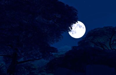 [Dans la jungle] La nuit est tombée sur Selvadorada...