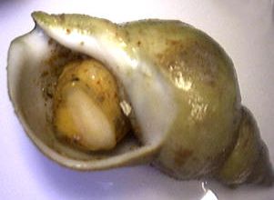Bulot