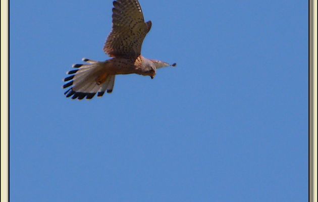 Faucon crécerelle en vol stationnaire dit "vol du Saint-Esprit" - Le Bois-Plage - Ile de Ré - 17