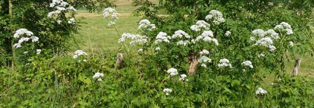 Valeriana officinalis  -  valériane officinale
