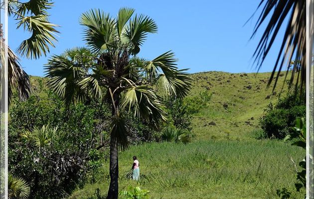  Ce n'est pas dimanche pour tout le monde ... - Grande Mitsio - Madagascar