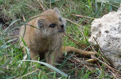Les suricates et leur bébé...