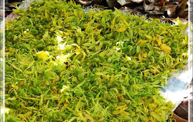 La cueillette de l'ylang-ylang (Cananga odorata) - Nosy Be - Madagascar
