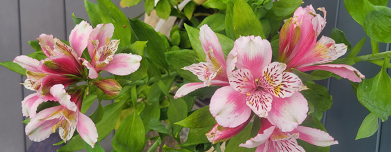 Les beaux jardins fleuris