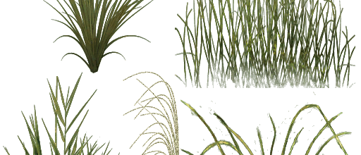 ѼVegetation
