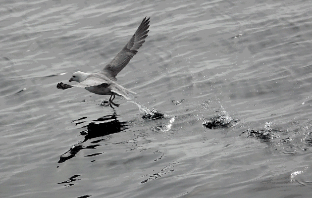 28 juillet 2019 : en mer dans le détroit de Davis - Fulmar boréal, Northern fulmar (Fulmarus glacialis) - Entre Groenland et Nunavut