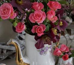 Roses d'hiver