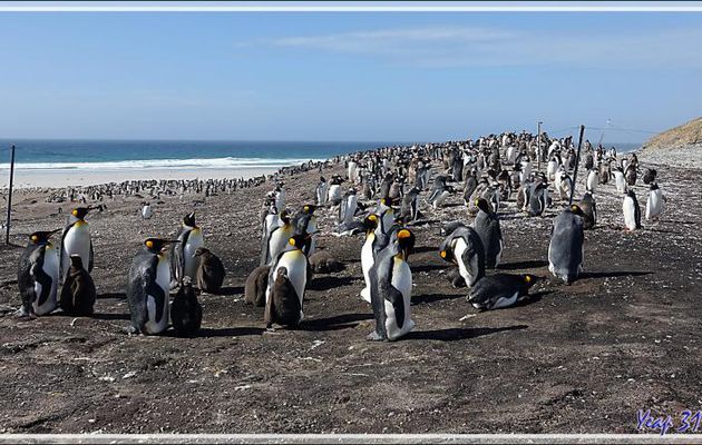 Manchotière de Manchots royaux, King penguin (Aptenodytes patagonicus) - The Neck (Le Cou) - Saunders Island - Falkland (Malvinas, Malouines) - Grande-Bretagne