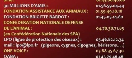 Témoin de Maltraitance Animale ? Agissez !