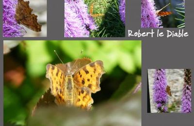 Papillon Robert le Diable