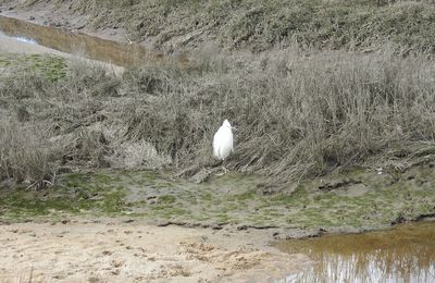 EB - Aigrette garzette - février 2023...