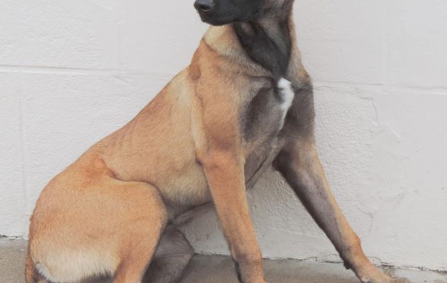 rencontre avec un chien !