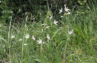Anthericum  liliago  -  phalangère à fleurs de lis