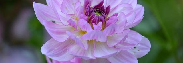 Dahlias au Parc Floral