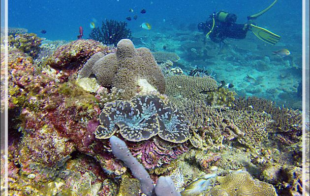 Bénitier (Tridacna sp.) - Nosy Mitsio - Madagascar