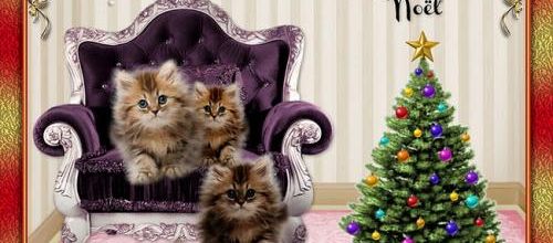 Miaou...miaou .