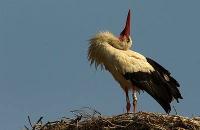 Cigogne blanche