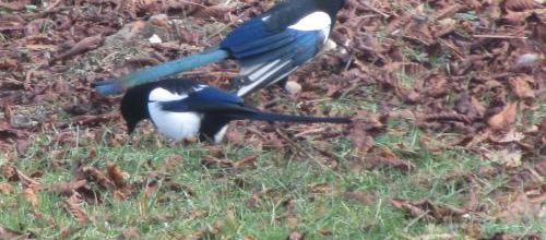 Les oiseaux de malheur et les oiseaux de bonheur.       