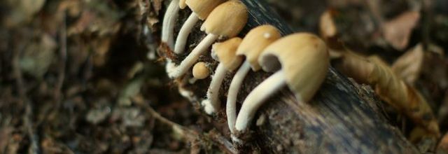 Cueillette de champignons...