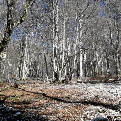 Journal, extraits des jours J+429, +430 et +434, les 8, 9 et 13/01/2020