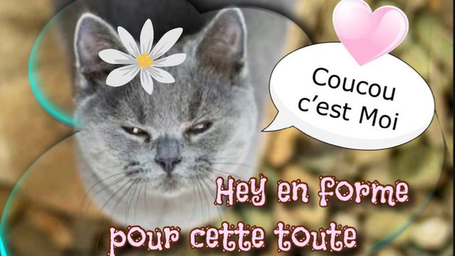 Coucou