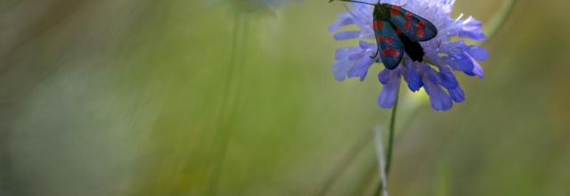 Dans le petit univers des papillons