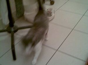MIRABELLE