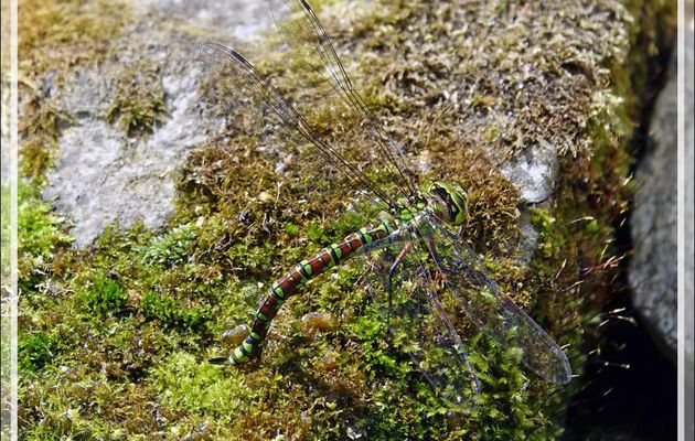 La ponte de l'æschne bleue (Aeshna cyanea) et le lézard des murailles - Lartigau - Milhas - 31