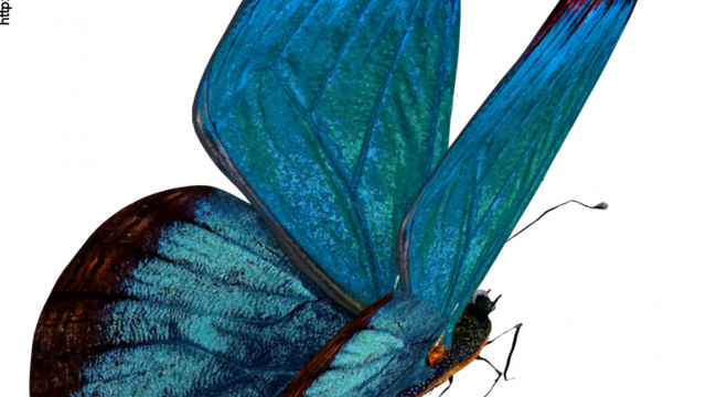 Image de papillon bleu (tube-render)