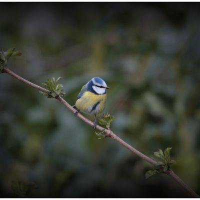 Mésange bleue