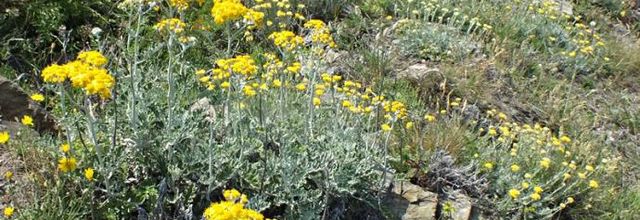 Jacobaea maritima - Senecio cineraria  -  cinéraire maritime