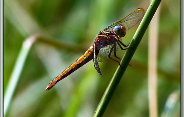 Libellule déprimée femelle (Libellula depressa) - Boucou - Sauveterre-de-Comminges - 31