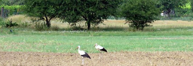 cigognes en Alsace