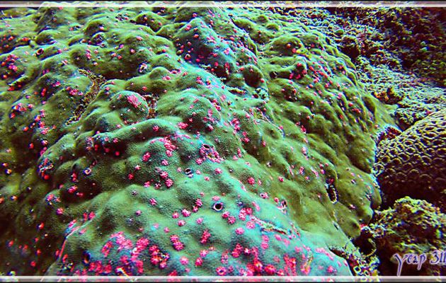Floraison de corail ? - Himandhoo Kandu - Atoll d'Ari - Maldives